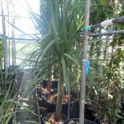 Cordyline (Cordyline Australis) 23 Cordyline (Cordyline Australis) -Tuin Puur Verkoop cordyline australis 150 175 cont