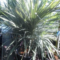 Cordyline (Cordyline Australis) 24 Cordyline (Cordyline Australis) -Tuin Puur Verkoop cordyline australis 175 200 meerstammig