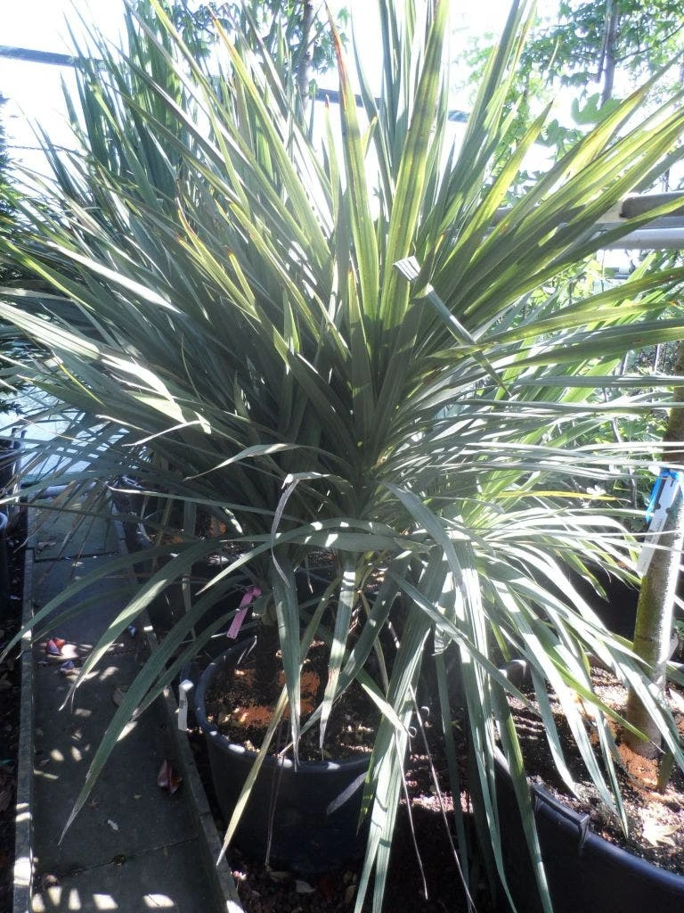 Cordyline (Cordyline Australis) 11 Cordyline (Cordyline Australis) - Afbeelding 9