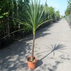 Cordyline (Cordyline Australis) 26 Cordyline (Cordyline Australis) -Tuin Puur Verkoop cordyline australis c10