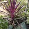Cordyline (Cordyline Australis 'Electric Pink') -Tuin Puur Verkoop cordyline australis cherry sensation