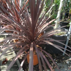 Cordyline (Cordyline Australis 'Atropurpurea') -Tuin Puur Verkoop cordyline australis red star c10