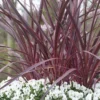 Cordyline (Cordyline 'Can Can') -Tuin Puur Verkoop cordyline cancan02