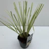 Dwerg Pampasgras (Cortaderia Selloana 'Mini Goldpampas') -Tuin Puur Verkoop cortaderia mini goldpampas v211111