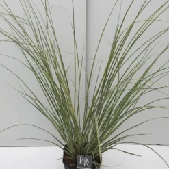 Dwerg Pampasgras (Cortaderia Selloana 'Mini Goldpampas') 17 Dwerg Pampasgras (Cortaderia Selloana 'Mini Goldpampas') -Tuin Puur Verkoop cortaderia mini goldpampas v5