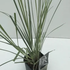 Dwergpampasgras (Cortaderia Selloana 'Mini Silverpampas') 8 Dwergpampasgras (Cortaderia Selloana 'Mini Silverpampas') -Tuin Puur Verkoop cortaderia mini silverpampas v2