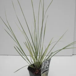 Dwerg Pampasgras (Cortaderia Selloana 'Mini Goldpampas') 15 Dwerg Pampasgras (Cortaderia Selloana 'Mini Goldpampas') -Tuin Puur Verkoop cortaderia sell. mini goldpampas