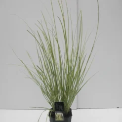 Dwerg Pampasgras (Cortaderia Selloana 'Mini Goldpampas') 14 Dwerg Pampasgras (Cortaderia Selloana 'Mini Goldpampas') -Tuin Puur Verkoop cortaderia sell. mini goldpampas c5