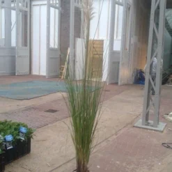 Pampasgras (Cortaderia Selloana 'Senior') 7 Pampasgras (Cortaderia Selloana 'Senior') -Tuin Puur Verkoop cortaderia senior