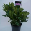 Rhododendron (Rhododendron 'Cosmopolitan') -Tuin Puur Verkoop cosmopolitan c5 voor