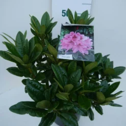 Rhododendron (Rhododendron 'Cosmopolitan') -Tuin Puur Verkoop cosmopolitan c5 zij