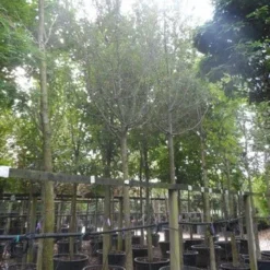 Rode Meidoorn (Crataegus Laevigata 'Paul's Scarlet') 15 Rode Meidoorn (Crataegus Laevigata 'Paul's Scarlet') -Tuin Puur Verkoop crataegus media paul s scarlet 25 30ho c350 1