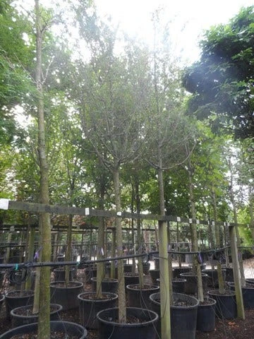 Rode Meidoorn (Crataegus Laevigata 'Paul's Scarlet') 9 Rode Meidoorn (Crataegus Laevigata 'Paul's Scarlet') - Afbeelding 7