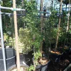 Meidoorn Als Boom (Crataegus Monogyna 'Stricta') -Tuin Puur Verkoop crataegus monogyna 125 150 175 c7