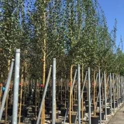 Rode Meidoorn (Crataegus Laevigata 'Paul's Scarlet') 14 Rode Meidoorn (Crataegus Laevigata 'Paul's Scarlet') -Tuin Puur Verkoop crataegus paul scarlet