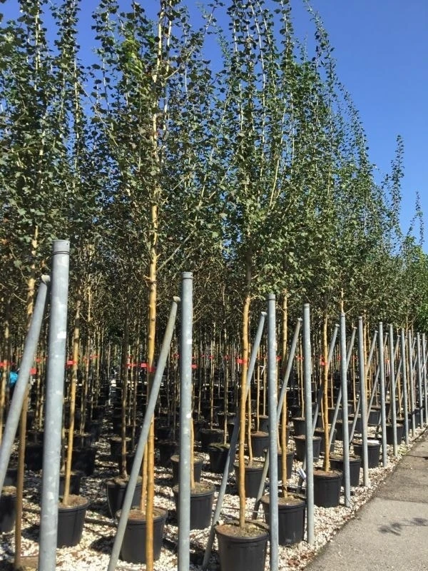 Rode Meidoorn (Crataegus Laevigata 'Paul's Scarlet') 8 Rode Meidoorn (Crataegus Laevigata 'Paul's Scarlet') - Afbeelding 6