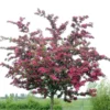 Rode Meidoorn (Crataegus Laevigata 'Paul's Scarlet') -Tuin Puur Verkoop crataegus x media paul s scarlet01