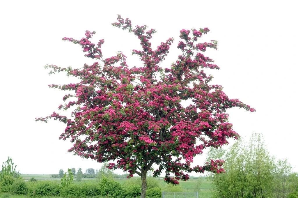 Rode Meidoorn (Crataegus Laevigata 'Paul's Scarlet') 3 Rode Meidoorn (Crataegus Laevigata 'Paul's Scarlet')