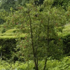 Chileense Lantaarnboom (Crinodendron Hookerianum) 9 Chileense Lantaarnboom (Crinodendron Hookerianum) -Tuin Puur Verkoop crinodendron