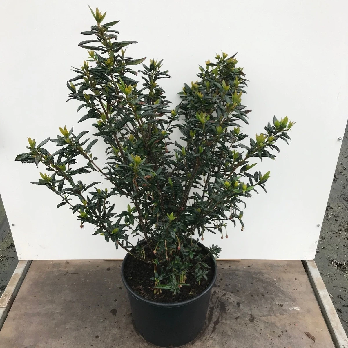 Chileense Lantaarnboom (Crinodendron Hookerianum) 4 Chileense Lantaarnboom (Crinodendron Hookerianum) - Afbeelding 2