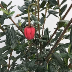 Chileense Lantaarnboom (Crinodendron Hookerianum) 8 Chileense Lantaarnboom (Crinodendron Hookerianum) -Tuin Puur Verkoop crinodendron hookerianum c20 1 1