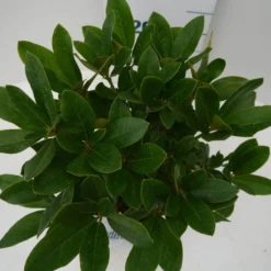 Rhododendron (Rhododendron 'Cunningham White') 25 Rhododendron (Rhododendron 'Cunningham White') -Tuin Puur Verkoop cun white c2 boven