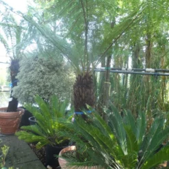 Grote Boomvaren (Dicksonia Antarctica) -Tuin Puur Verkoop dicksonia antarctica 100 120stam 1