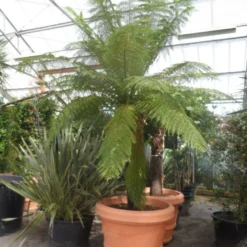 Boomvaren (Dicksonia Antarctica) 21 Boomvaren (Dicksonia Antarctica) -Tuin Puur Verkoop dicksonia antarctica 160stam extra 1