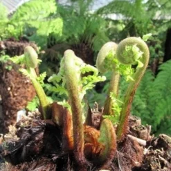 Boomvaren (Dicksonia Antarctica) 24 Boomvaren (Dicksonia Antarctica) -Tuin Puur Verkoop dicksonia antarctica 3 1