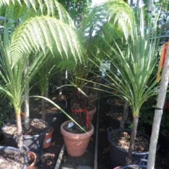 Grote Boomvaren (Dicksonia Antarctica) -Tuin Puur Verkoop dicksonia antarctica 40stam cont. 1