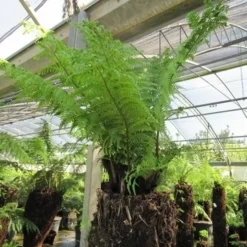 Grote Boomvaren (Dicksonia Antarctica) -Tuin Puur Verkoop dicksonia antarctica 4 1 1