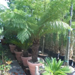 Boomvaren (Dicksonia Antarctica) 18 Boomvaren (Dicksonia Antarctica) -Tuin Puur Verkoop dicksonia antarctica 70 80stam 1