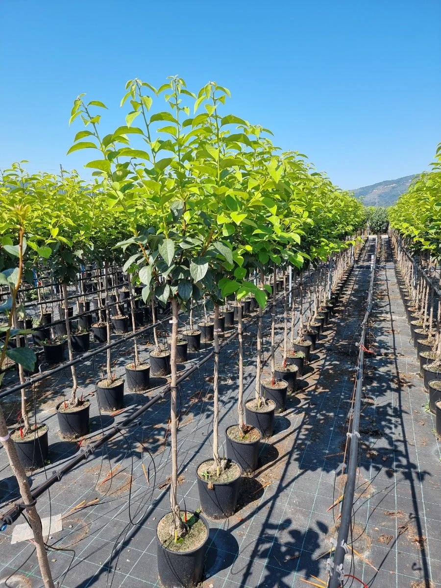 Kaki Als Halfstam (Diospyros Kaki 'Tipo') 3 Kaki Als Halfstam (Diospyros Kaki 'Tipo')