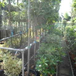 Kaki (Diospyros Kaki) 19 Kaki (Diospyros Kaki) -Tuin Puur Verkoop diospyros kaki halfstam 12 14