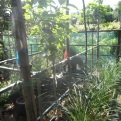 Kaki (Diospyros Kaki) 18 Kaki (Diospyros Kaki) -Tuin Puur Verkoop diospyros kaki halfstam 5 6 8 c10