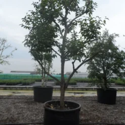 Kaki (Diospyros Kaki) 21 Kaki (Diospyros Kaki) -Tuin Puur Verkoop diospyros kaki muscat solitair