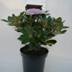 Dwergrhododendron (Rhododendron 'Dreamland') -Tuin Puur Verkoop dreamland c4 voor