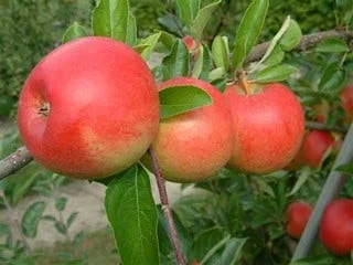 Appelboom (Malus Domestica 'Ecolette') 4 Appelboom (Malus Domestica 'Ecolette') - Afbeelding 2
