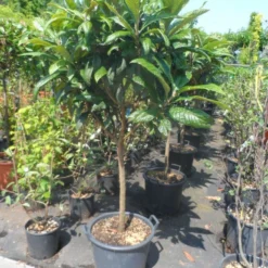 Japanse Mispel Als Boom (Eriobotrya Japonica) 8 Japanse Mispel Als Boom (Eriobotrya Japonica) -Tuin Puur Verkoop eriobotrya japonica 60stam c30