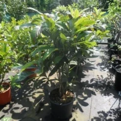 Japanse Mispel (Eriobotrya Japonica) -Tuin Puur Verkoop eriobotrya japonica 80 100 125 c35 1