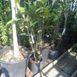 Japanse Mispel (Eriobotrya Japonica) -Tuin Puur Verkoop eriobotrya japonica c10