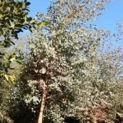 Eucalyptus Als Boom (Eucalyptus Gunnii) 18 Eucalyptus Als Boom (Eucalyptus Gunnii) -Tuin Puur Verkoop eucalypthus gunii 10 12 2