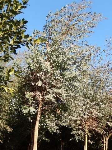 Eucalyptus Als Boom (Eucalyptus Gunnii) 8 Eucalyptus Als Boom (Eucalyptus Gunnii) - Afbeelding 6