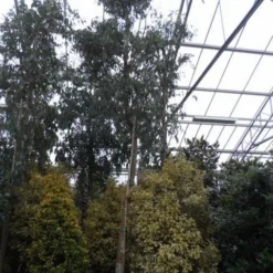 Eucalyptus Als Boom (Eucalyptus Gunnii) 17 Eucalyptus Als Boom (Eucalyptus Gunnii) -Tuin Puur Verkoop eucalyptus