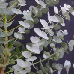Winterharde Eucalyptus (Eucalyptus Gunnii 'Azura') 13 Winterharde Eucalyptus (Eucalyptus Gunnii 'Azura') -Tuin Puur Verkoop eucalyptus azura 2