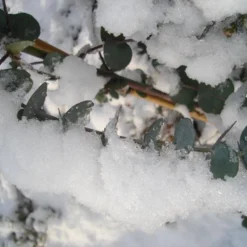 Winterharde Eucalyptus (Eucalyptus Gunnii 'Azura') 11 Winterharde Eucalyptus (Eucalyptus Gunnii 'Azura') -Tuin Puur Verkoop eucalyptus azura hardy