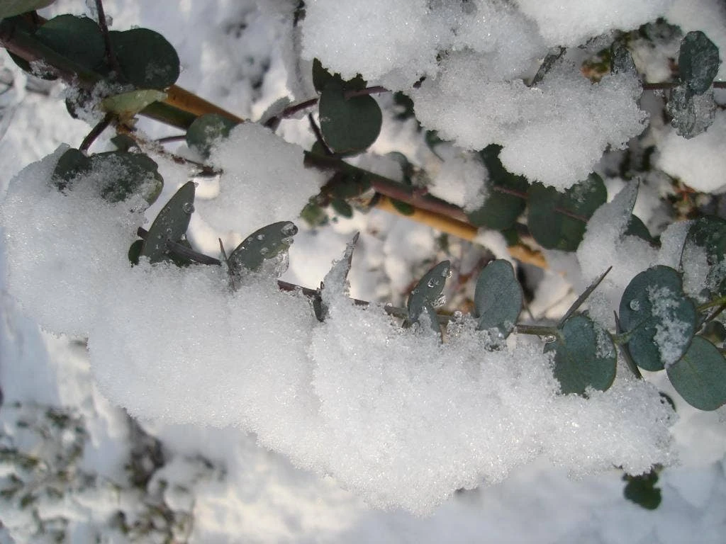 Winterharde Eucalyptus (Eucalyptus Gunnii 'Azura') 5 Winterharde Eucalyptus (Eucalyptus Gunnii 'Azura') - Afbeelding 3