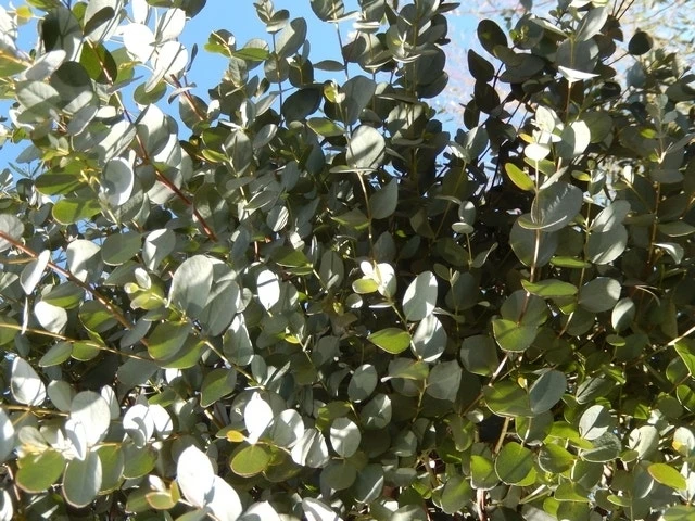 Eucalyptus Als Boom (Eucalyptus Gunnii) 12 Eucalyptus Als Boom (Eucalyptus Gunnii) - Afbeelding 10