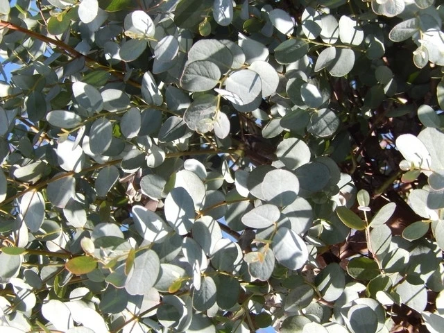 Eucalyptus Als Boom (Eucalyptus Gunnii) 13 Eucalyptus Als Boom (Eucalyptus Gunnii) - Afbeelding 11