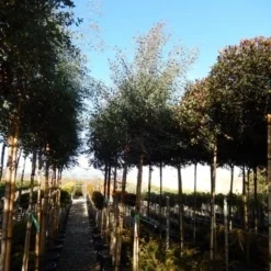 Eucalyptus Als Boom (Eucalyptus Gunnii) 20 Eucalyptus Als Boom (Eucalyptus Gunnii) -Tuin Puur Verkoop eucalyptus gunnii 12 14 2